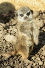 Schönbrunn: Nachwuchs bei den Erdmännchen
