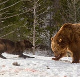 Drei Wölfe gegen einen Grizzly