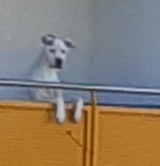 Hund Tag und Nacht auf Balkon gesperrt