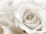 Blumen & ihre Bedeutung