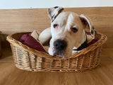 Hund Tag und Nacht auf Balkon gesperrt