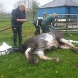 Brutaler Tierquäler pfählt Pferd
