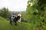 Die Top 5 Urlaubserlebnisse mit Tieren