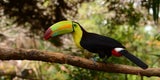 Belize - Tukan
