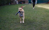 Unsere Tiere - Tierschutz-CH - Samy, Hund der Woche 9
