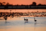 flamingos