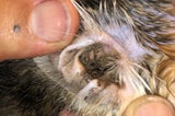 Fünf Katzenbabys am Waldrand ausgesetzt