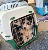 Husky-Welpen aus Lkw gerettet