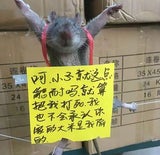 Ratte foltern China