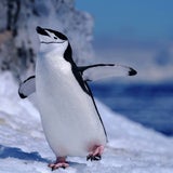 Slideshow: Expedition in die Arktis