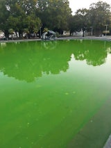 Vandalen färben den Teich am Karlsplatz giftgrün ein