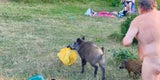 Wildschwein Berlin