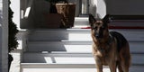 Bidens Hund hat wieder zugebissen