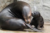 Tiergarten Schönbrunn freut sich über Robben-Nachwuchs