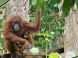 Tierische Reise durch Malaysia