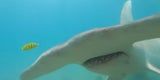 Irres Video: Hier kämpft ein Taucher mit einem Hai | Schock in Australien