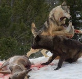 Drei Wölfe gegen einen Grizzly