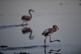 flamingos