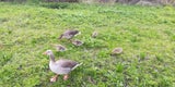 Ärger über Gänseplage in der Stadt Salzburg