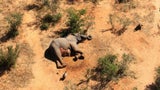 Hunderte Kadaver! Mysteriöses Elefanten-Sterben in Botswana
