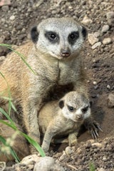 Schönbrunn: Nachwuchs bei den Erdmännchen