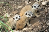 Schönbrunn: Nachwuchs bei den Erdmännchen