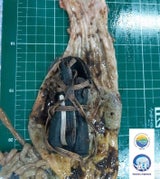 pinguin
