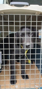 Geschmuggelter Labrador