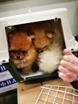 Geschmuggelte Spitz-Hunde