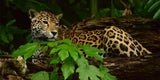 Belize - Jaguar