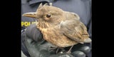 Wiener Polizei rettet Amsel vor Raben-Angriff