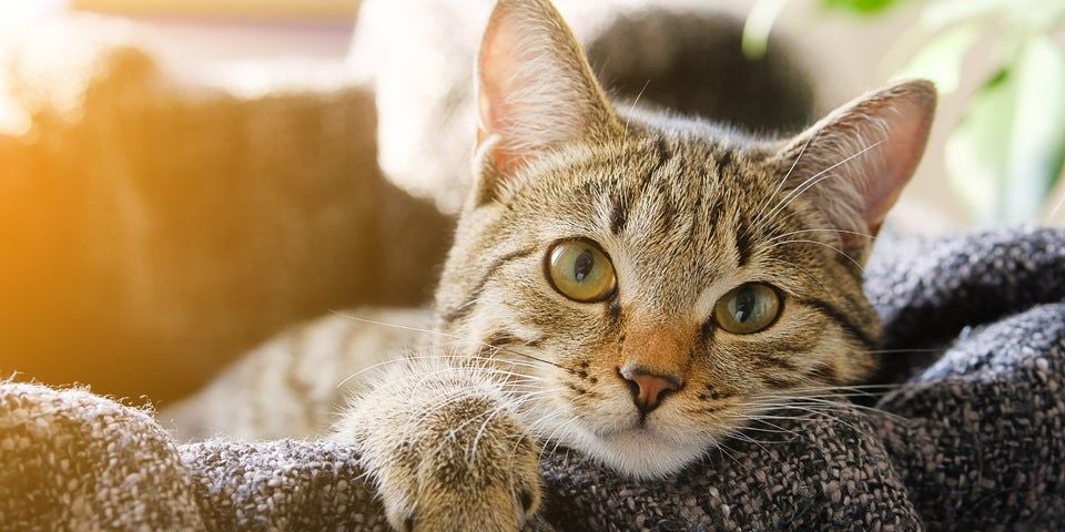 Mann gibt Katze Schuld für Schwangerschaft