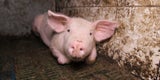 Schwein Anna