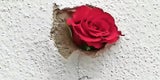 Wien Terror Trauer Blumen Kranz