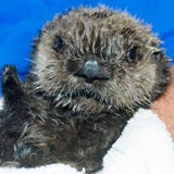 Twitter-Wettkampf: Wer hat das süßeste Zoo-Baby?