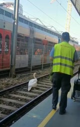 Schwan auf u6-Gleise