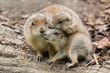 Schwarzschwanz-Präriehunde bekamen Nachwuchs in Schönbrunn