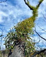 Kangaroo Island erholt sich langsam