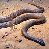 Inland-Taipan