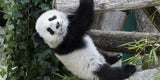 Pandas