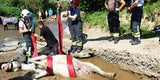 Pferd stürzt in Bachbett