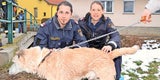 Blinder Hund aus eisigem Bach gerettet