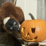 Kürbisfressen Halloween Schönbrunn