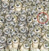 Internet verzweifelt: Wo versteckt sich hier eine Katze?