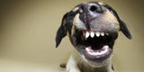 Terrier Zähne