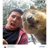 Fotos: Quokka-Selfies voll im Trend