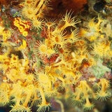 Krustenanemone
