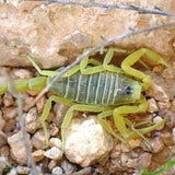 Gelber Mittelmeerskorpion