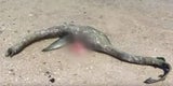 Loch Ness gefunden? Kreatur angespült