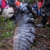 Größtes Krokodil der Welt ist tot